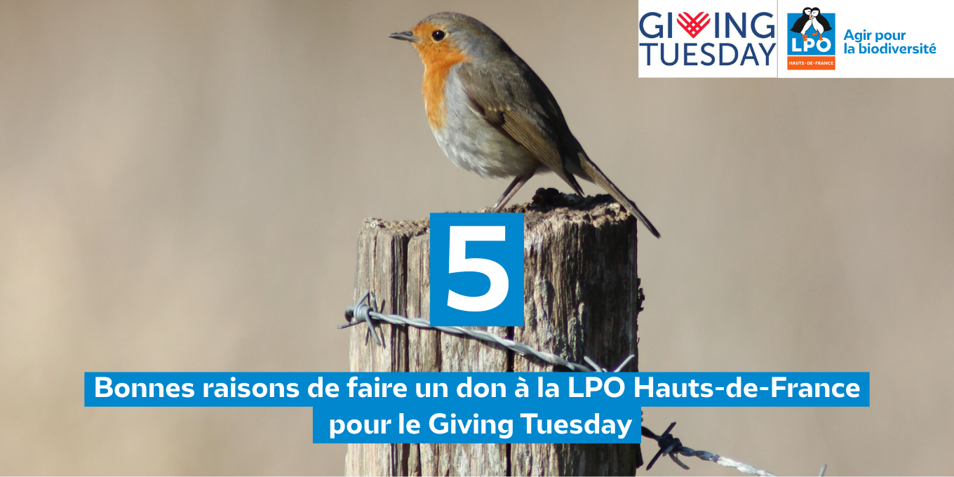 Giving Tuesday : Offrez un cadeau à la biodiversité !
